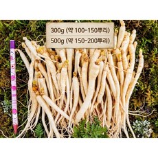 대용량 금산인삼 삼계탕용 갈비탕용 작은 실삼계 식당용인삼 100뿌리이상, 1개, 300g