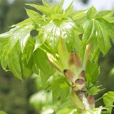 [충북농원] 가시없는엄나무 묘목 - 2년생 실생묘, 실생/2년생/특묘, 1개