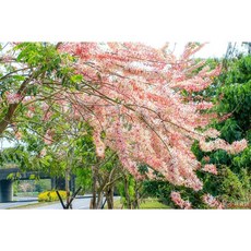 花旗木（泰國櫻花）小苗，高度30公分，特價一棵70元，庭院盆栽首選，輕鬆打造浪漫花園