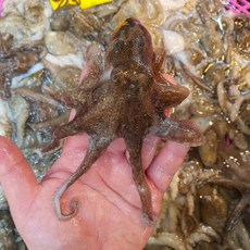 서해안 알배기 활 쭈꾸미, 1개, 알배기 쭈꾸미 2kg (kg 7-15미)