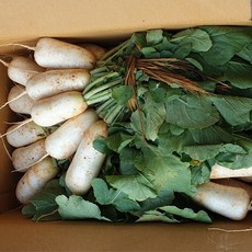 황토밭에서 자란 알타리무 10kg내외_5단, 1박스, 5kg