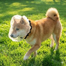 강아지 페이스커버 취식금지 해충 방지 얼굴망, 2개, 블랙