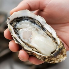 산지직송 석화 생굴 통영 굴, 1박스, 석화 5kg (30-35미)