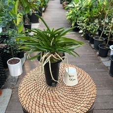 소엽풍란 8cm화분 난키우기 공기정화식물 광명IC화훼유통, 1개