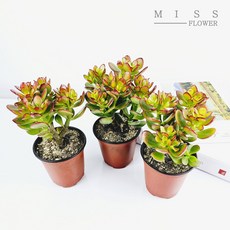 꽃집아가씨 미니염좌 다육식물 소형화분, 3개