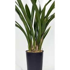 [다온난가든] 동양난 산천조(엽물-꽃대X) 취임/축하/고급선물, 1개