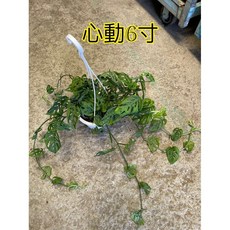 霏霏園藝 心動吊花(花) 6寸盆栽