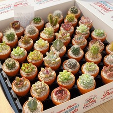 [풀멍상점] 핑거 미니 다육이 / 살아있는 미니어처 식물화분 / 랜덤발송 선별발송 /농장직배, 5개, 갯수
