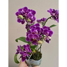 (세자매꽃집) 블루베리 서양난 꽃대, 여러대, 1개