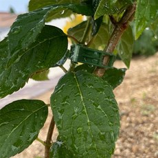 식물지지대 고정 타이 클립 녹색 20P 고추고정클립