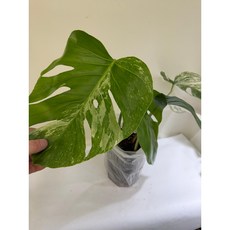 몬스테라 알보 바리에가타, 1개