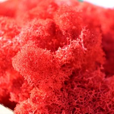 키득키득 스텔라 모스이끼 불꽃레드 200g, 1개