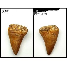 자연 모로코 상어 이빨 표본 치아 해양 고생물 과학 수집, 36. Lake Blue 37