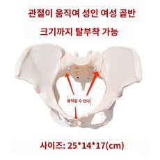 여성 골반기저근이 골격 모형 골반 근육 베이스 인간 골반뼈 해부학 신체, 1개, 2.소형 좌석형 척추 MJZ102
