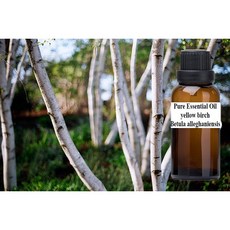 黃樺 純精油 yellow birch pure essential oil, 1個, 500ml