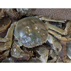 참게 1kg 민물참게 생물 암게 알꽉찬 냉동 암놈100% 게장 매운탕 청원민물고기직판장, 1개, 냉동 암놈참게 대자 [9-10마리]