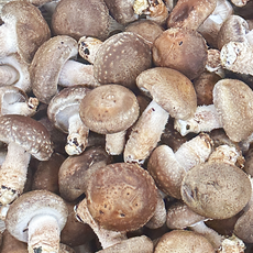 고송버섯 천고송 송이 송향 송화 송고 국내산 농가직송 무농약 친환경 가정용(식당용) 1kg, 1개