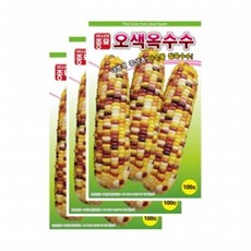 아시아종묘 씨앗 옥수수 오색옥수수, 3개