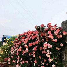 주택담장 전원주택 울타리 테라스 주택 팬스 휀스 난간펜스, K. 안젤라 묘목 1.6m