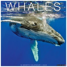 (영문도서)Whales 2026 12 X 12 Wall Calendar Spiral, Willow Creek Press Calendars, English, 9781549253140