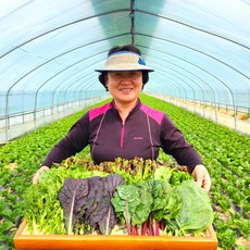 [무농약]쌈채소 당일수확 모듬쌈 친환경 샐러드 1kg, 무농약 모듬 쌈채소 1kg(5~6종), 1박스