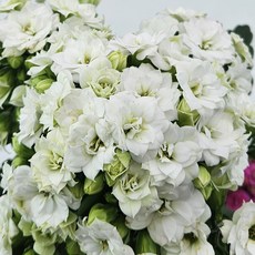 키우기 쉬운 꽃 카랑코에&칼란디바 [색상선택+받침포함] 꽃 다육이 키우기쉬운식물, 1개, 1.칼란디바(겹꽃)-하양