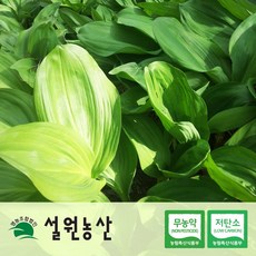 [친환경/저탄소] 명이나물 모종 5년 50/100촉 산마늘 모종 명이모종, 102개