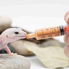 소동물 투명 칼라 급식주사기 5ml 레오파드게코, 오렌지