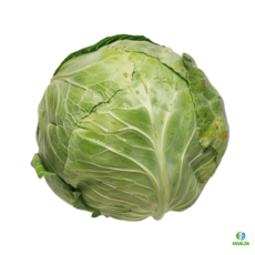용이네 국내산 양배추 단단한 양배추 1통 2통 3통 적채 적양배추, 3개, 1.5kg