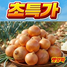 [초초특가]농장직송 신선아삭한 국내산 햇 양파, 1박스, 10kg (중)