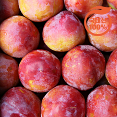 사계절맛 새콤달콤 아삭아삭 고당도 최상급 햇 자두 로얄과, 1개, 500g