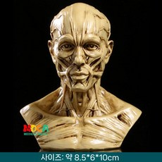 사람 모형도 골격 뼈 해부 두개골 해골 얼굴 해부학 교, 머리 근육 노란색