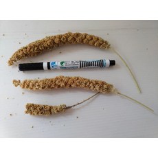 LCBIRD PET 小米穗 鸚鵡倉鼠鳥類點心 寵物零食, 1個, 140元/份