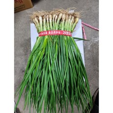 당일경매 뿌리 흙쪽파 잔파 1단, 1개, 1kg