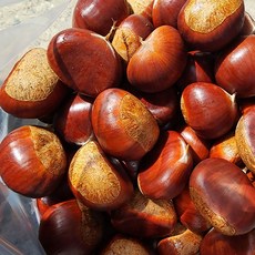 칠갑산 동원네 알밤 저온숙성 꿀달 햇밤 군밤 대보알밤 특 대 중사이즈 2kg, 대보 대4kg, 1개