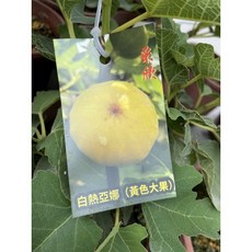霏霏園藝 無花果盆栽 5吋盆, 1個