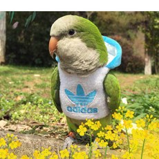 鸚鵡鳥衣服 加厚棉服 帶帽 飛行服 鳥屎兜 文明兜用品, 1個, 玄鳳型號正黃色衣服