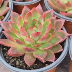 [소소한다육] 레드길바 에케베리아속 다육식물, 1개