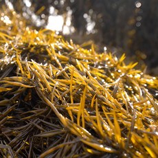 하라네 국내산 완도 제철 생톳 톳 산지직송, 1개, 2kg