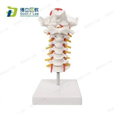 3B Scientific 경추 사이언티픽 모형 A72 척추, A. 모델 A