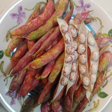 국산 유기농 밤콩 호랑이콩 호랑이강낭콩, 1개, 400g