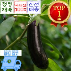 믿고마트 국내산 햇 가지 당일수확 채소, 1박스, (가지) 2kg