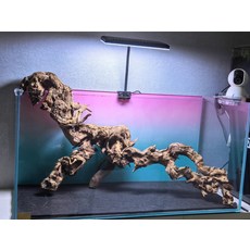 魚缸造景沉木 象形紫柚木 瘤疤老料 入水秒沉, 1個