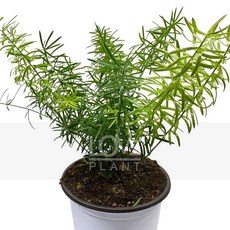 꽃사랑식물나라 아스파라거스마제파 미리오클라두스 실내관엽 가는잎 소품 인테리어 식물키우기, 1개