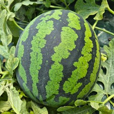 산지직송 프리미엄 정품 고당도 꿀수박 하우스수박, 1박스, 3kg 내외