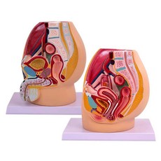 남성 여성 비뇨 생식기 세트 표본 자료 성장 실습, 1개, A