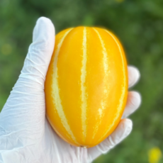 [오픈특가] 성주 꿀참외 못난이 실속형, 1박스, 3kg (랜덤과)