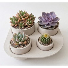 미니화분 4종 소형화분 다육이화분 친환경 코코넷 미니가든 [행운팟], 스톤그레이, 1개