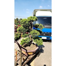 霏霏園藝 真柏盆栽 原價26000元, 1個