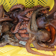 [한정수량판매] 당일조업 싱싱한 자연산 통영 돌문어, 1개, 싱싱돌문어 1kg